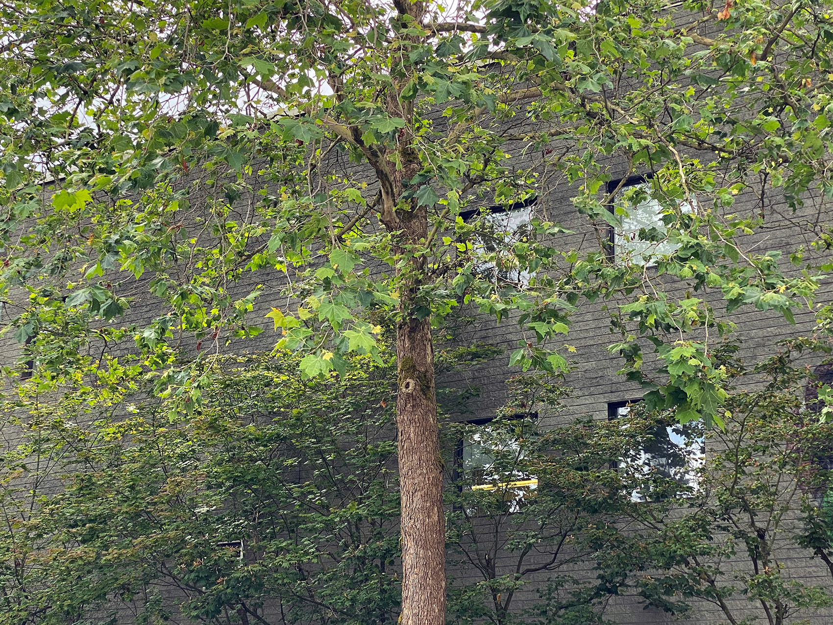 Steve Gairns (2024).